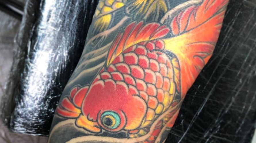 金魚!