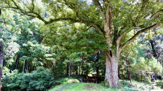 イチイガシの大木