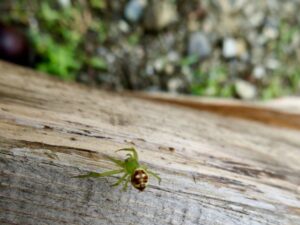 髑髏のモンモンを背負った蜘蛛