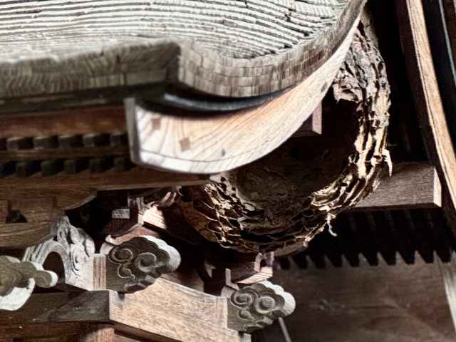 スズメバチの巣