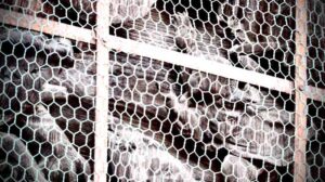 鳥籠に囚われた孝子