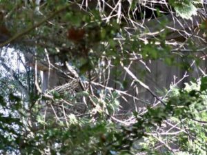 子鍬倉神社御本殿